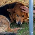 Surev koer bussipeatuses ja esimesi samme tegevad kassipojad metsas: loomade hülgamine on saavutanud uue taseme