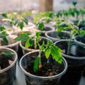 Abiks algajale taimekasvatajale: millal ja kuidas  taimi ette kasvatada?