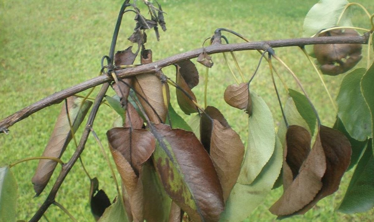 Viljapuu-bakterpõletiku haigustunnused – lehtede  pruunistumine ja võrsetippude kõverdumine