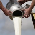 Ministeerium: mis toimub piima ja piimatoodete tootjahinnaga?