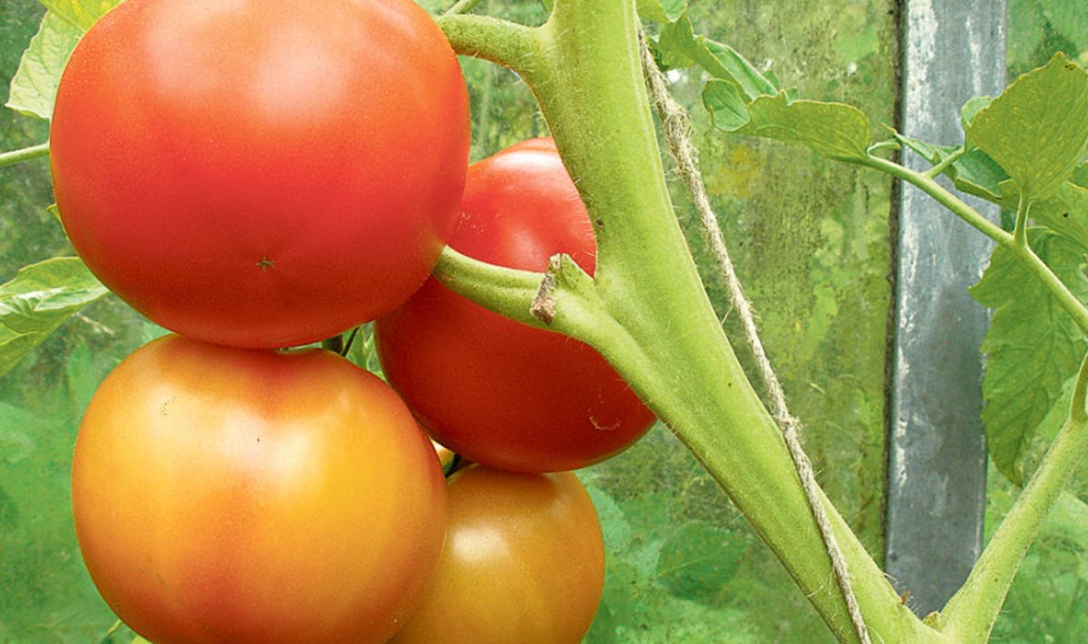Viljakandeperioodil vajab tomatitaim palju kaaliumi.