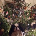 Fotovõistlus “Pühad minu kodus”: Rikkalikult ehitud jõulupuu