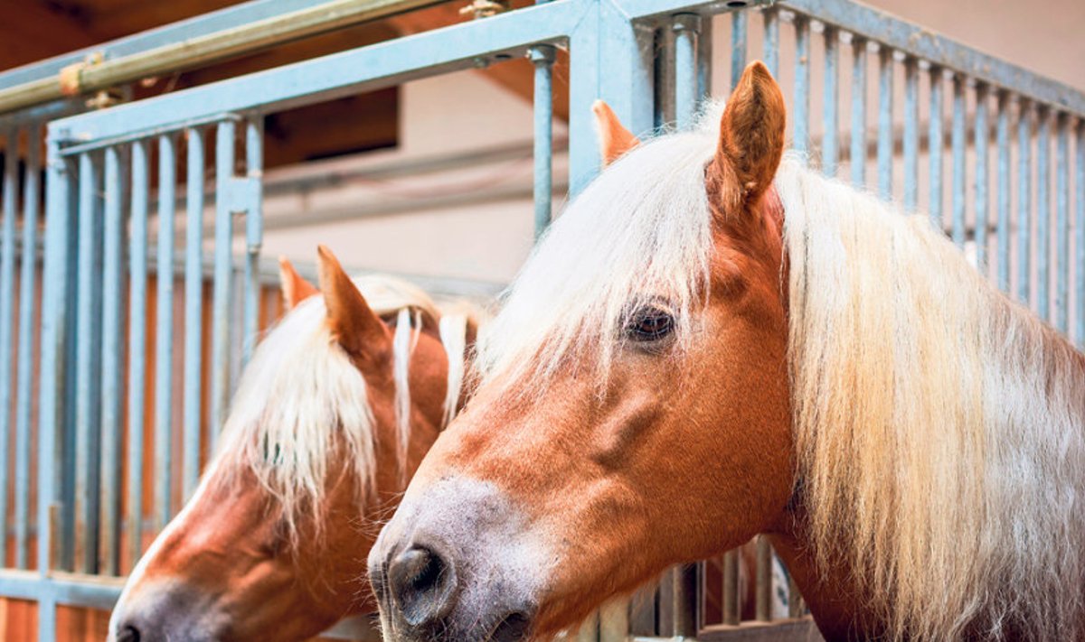 Metallist võred bokside ülaosas võimaldavad hobustel välja vaadata ja omavahel suhelda.