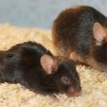Bioloogidel õnnestus hiirte eluiga lausa 35 protsenti pikendada