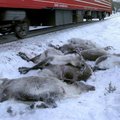 Mis toimub? Norras hukkus kaubarongide teel kolme päevaga üle saja põhjapõdra
