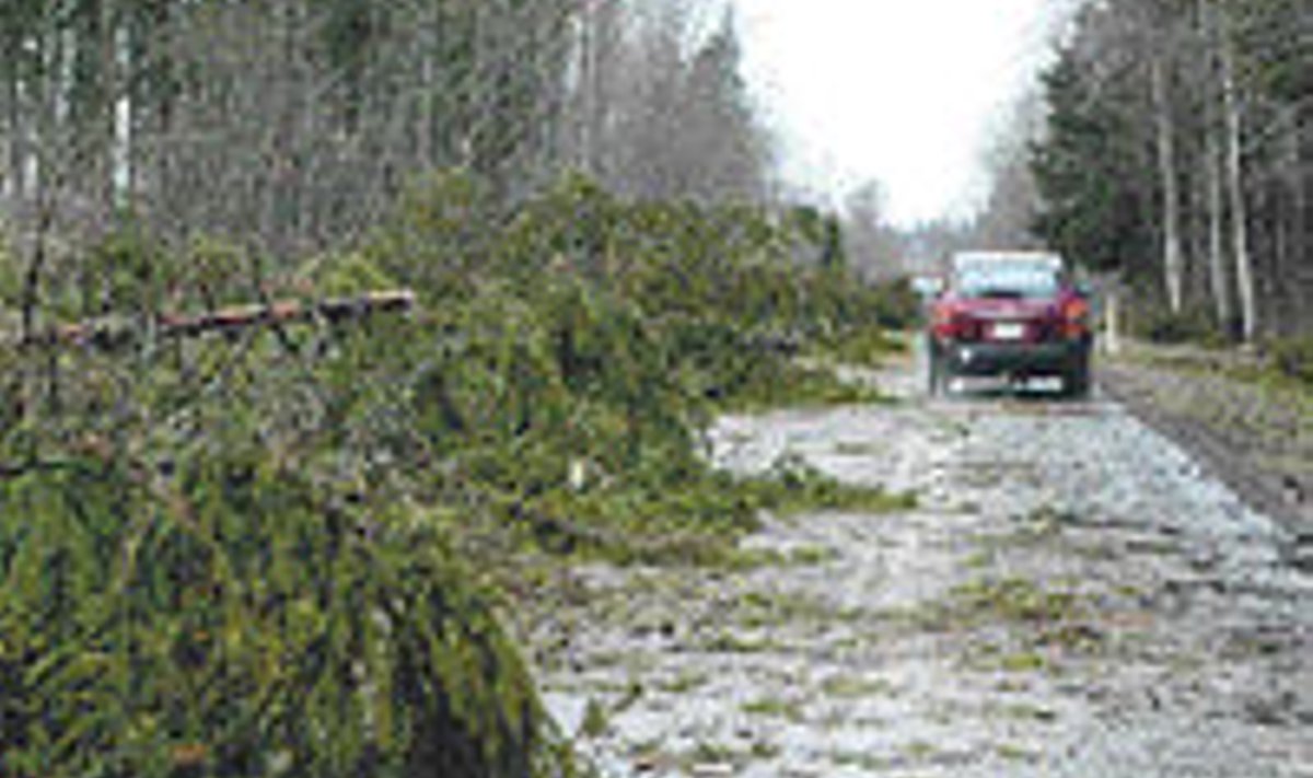 Torm niitis puid ja langetas neid elektriliinidele kõikjal üle Eesti. 