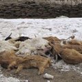 Karm talv hävitas kümnendiku Mongoolia kariloomadest