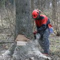 Vastulause: Luua metsanduskooli vilistlased jõuavad metsa küll