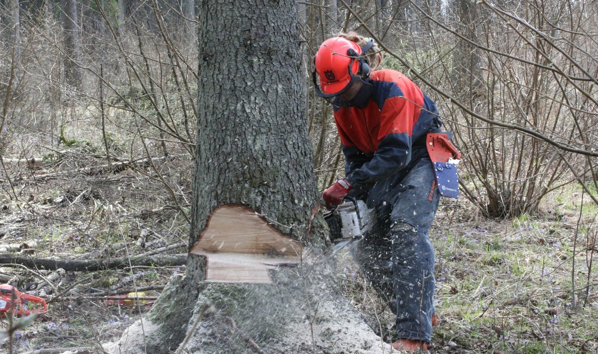 Luua metsanduskooli õpe on välja arendatud koostöös tööandjatega.