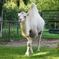 Mõtlematud külastajad põhjustasid Tallinna loomaaia kaamelil terviserikke
