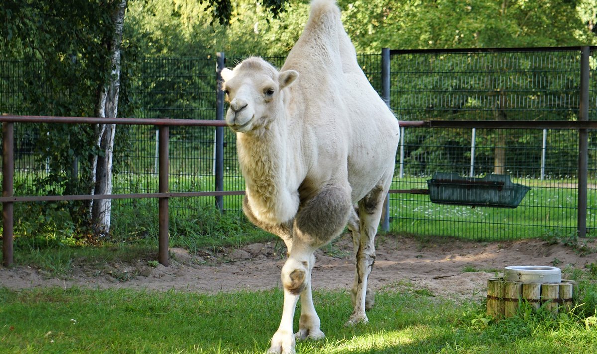 Kaamel Bulat