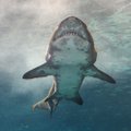 ВИДЕО | У курортного побережья Испании заметили огромных акул