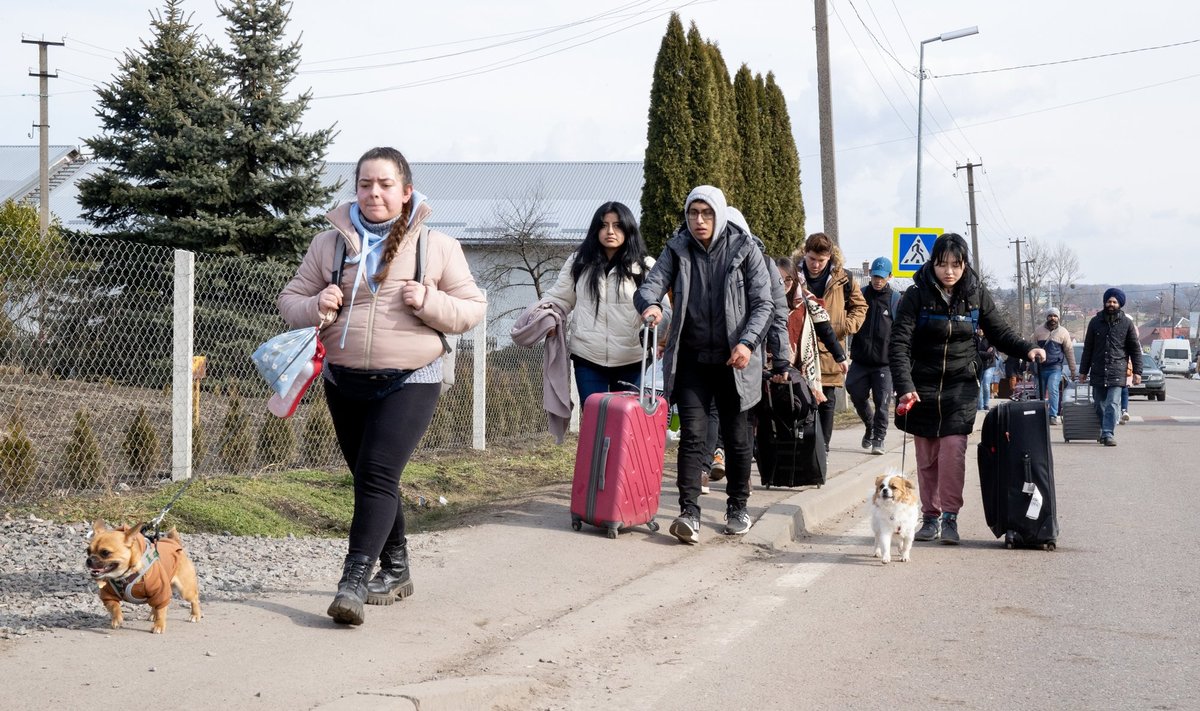 Koerad Ukraina piiripunktis