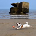 VIDEO | Venivillem kuubis! Maailma kõige laisem koer püüab palli kinni just niimoodi...