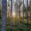 Eesti metsakasvatus on Šotimaaga võrreldes palju looduslähedasem