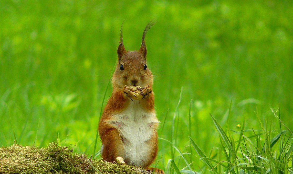 Hamster ja kevadine tõru. Looduse Aasta Foto 2014 võistlustöö.