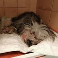 VIDEO JA FOTOD | Muri tänab! Auto alla jäänud ja eutaneerimisele määratud koer läbis Delfi lugejate abiga õnnestunud operatsiooni