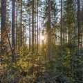 Независимое исследование: какой эстонский оператор предлагает лучшую мобильную связь в лесу?