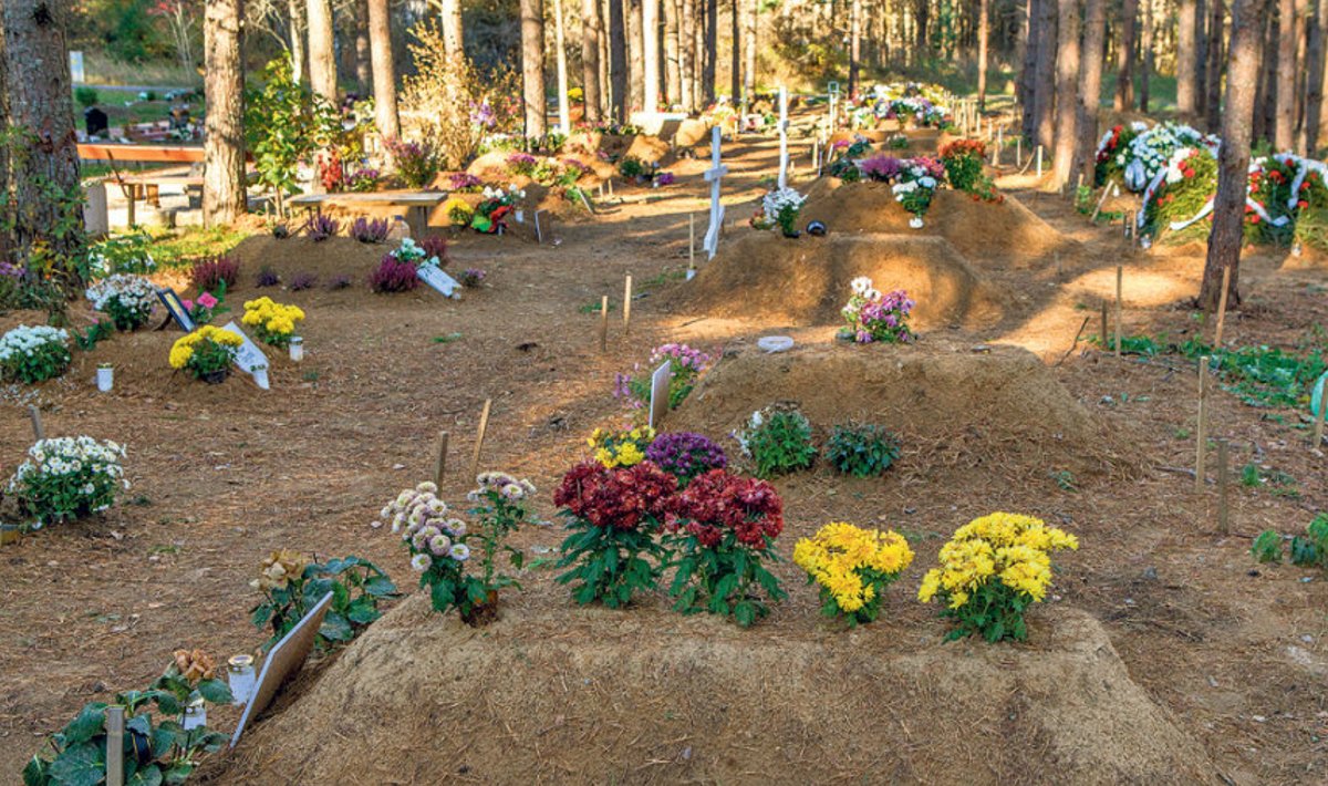  Värsked hauaread Pärnamäe kalmistul.