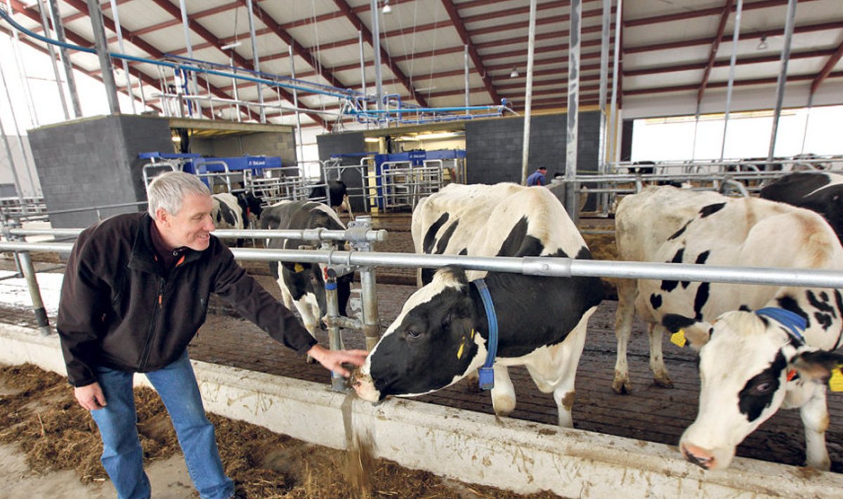 Veterinaari haridusega Haljava OÜ loomakasvatusjuhi Aavo Mooste jaoks on esmatähtis lehmade heaolu.