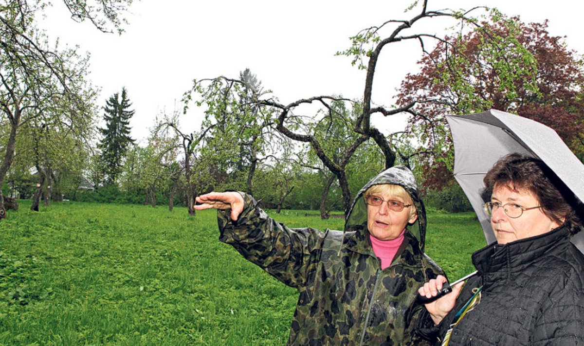 Maaülikooli emeriitprofessor Anne Luik (vasakul) ja professor Kadri Karp tegid katse Tõnissoni aia 90aastaste õunapuudega. Tagapool paistavad lõigatud puud. 