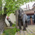 Dresseerija pidi elevant Medi surmaga seoses maksma 400 eurot