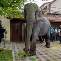 Loomakaitsjad kutsuvad Narvas surnud elevandi mälestuseks inimesi üles tsirkuseid boikoteerima