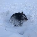 Teetruubis talveund maganud karu tuli paksust lumest välja kaevata