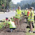 На бульваре Сыпрузе высажены тысячи цветов