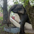 Narvas surnud elevant Medi põrmu edasine saatus on veel lahtine