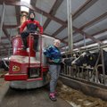 Pank soovitab: müü piimafarm maha või võta investor sisse