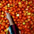 "Жесткий" Brexit обещает наводнить Эстонию дешевыми помидорами