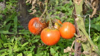 Пожухлые листья, неурожай и вредители: каких ошибок стоит избегать, выращивая помидоры? 