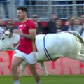ВИДЕО | Здоровенный бык разогнал игроков на стадионе во Франции