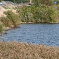 В среду в Маардуское озеро будет выпущено 500 мальков линя