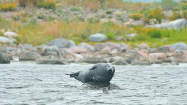 ГАЛЕРЕЯ | Что за прелесть! Эстонские серые тюлени прыгают, словно дельфины