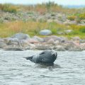 ГАЛЕРЕЯ | Что за прелесть! Эстонские серые тюлени прыгают, словно дельфины