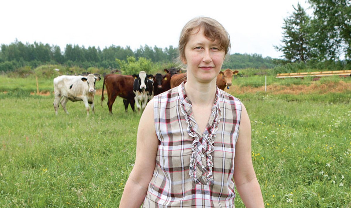 Piret Alfthan on võtnud suure  piimakarja toimetamise kõrval  südameasjaks hoida ja aretada  ka maatõugu lehmi. 