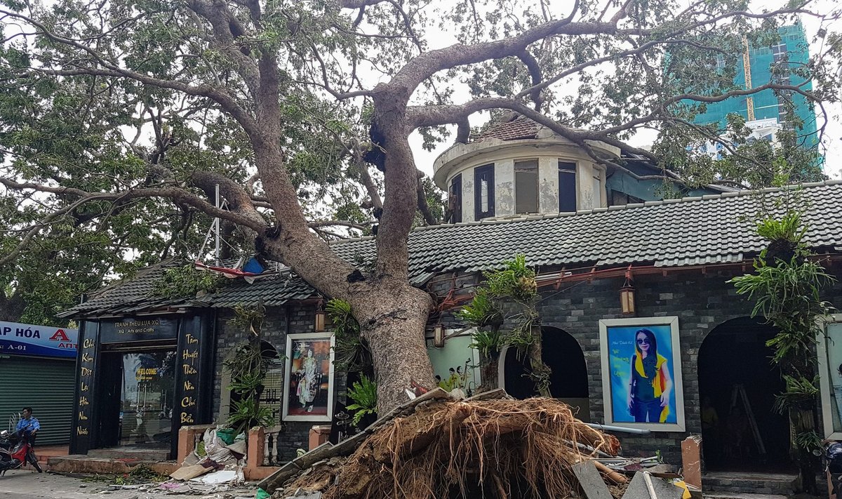 VÄLJA KISTUD: tunnismärk tormi jõust. Õnneks suudetakse paljud sellises olukorras puud Vietnamis tagasi kasvama saada.