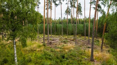 Värske kliimaraport: metsandus ei ole probleem, vaid lahendus. Juhul, kui seda teha säästlikult