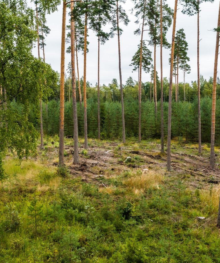 Erinevas vanuses metsad Põlvamaal Postitee ääres. Esiplaanil on 2020. aastal tehtud aegjärkne raie, 2021. aastal külvati alale mände. Nende tagant paistab 20-aastane männik, mis istutati pärast lageraiet. Mändide tagant omakorda paistab keskeale lähenev mets. Nii kestabki mets põlvest põlve, sajandist sajandisse.