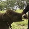 Haruldased elevandid imevad rahvuspargis lutti