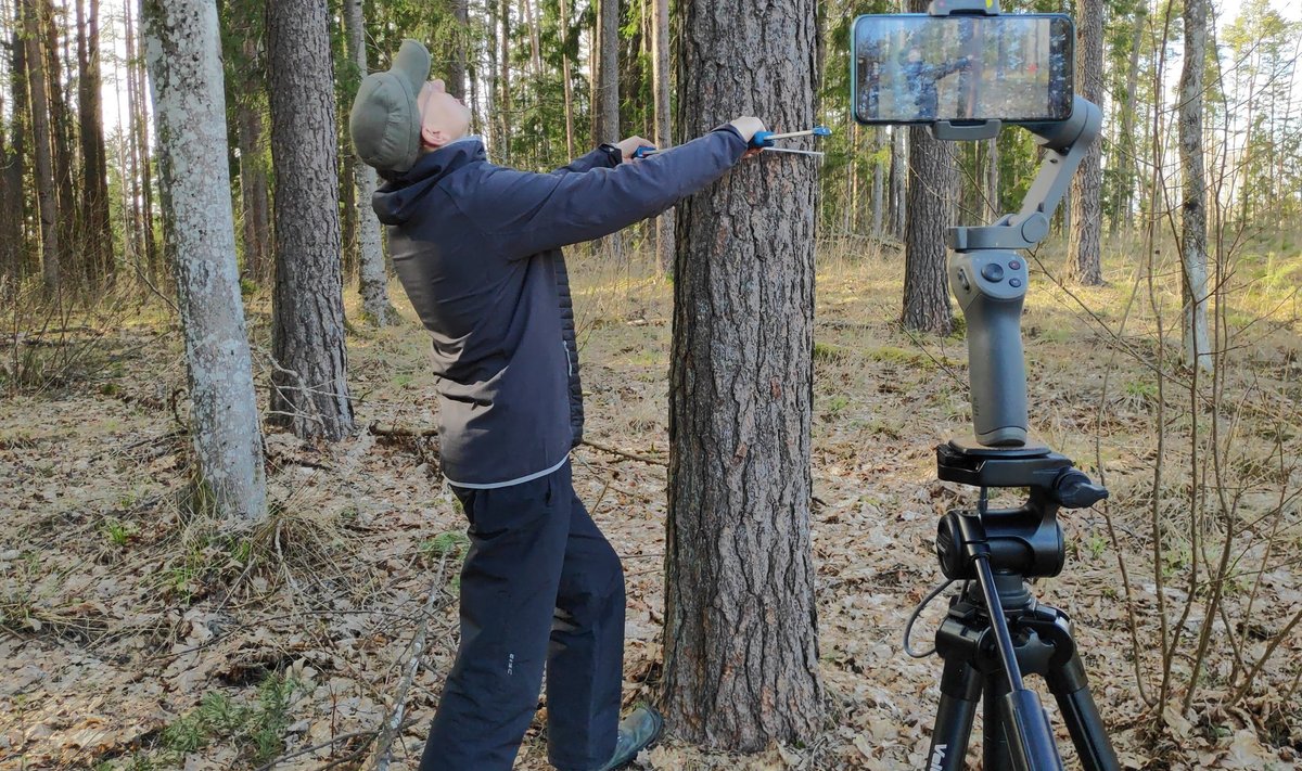 Luua metsanduskooli vanemõpetaja Lauri Toim filmis metsas üles, kuidas metsa mõõdetakse ja jagas videot oma õpilastega.