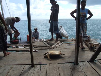 KÜLMKAPPI POLE VAJA: Keset merd asuvates indiaanikülades ootavad kilpkonnad pattaminekut meres mitte selili keeratuna kuuri all.