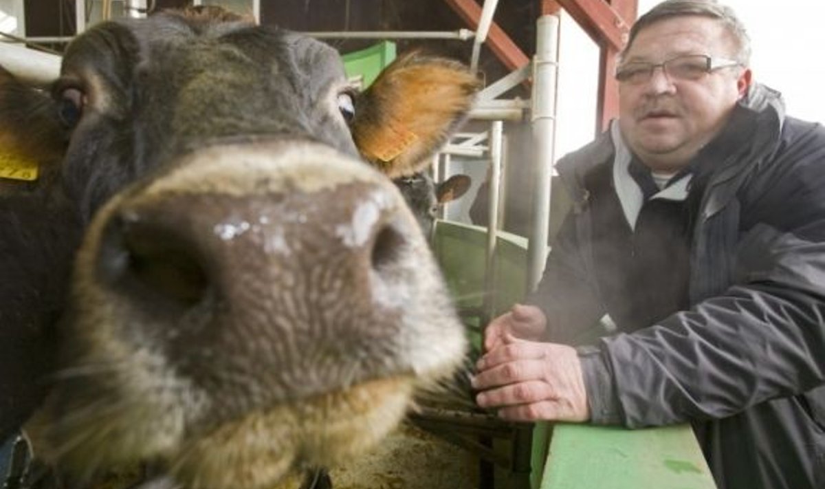“Lüpsame oma lehmi kolm korda päevas ja see annab juurde 15% piima,” räägib Kaska-Luiga talu peremees Avo Kruusla.
