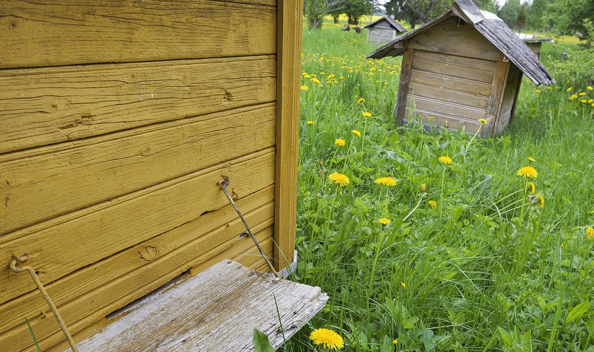 Mesilastarudele sobib kuiva pinnasega, tuulte eest kaitstud asukoht.
