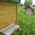 ÜLITÄPNE JUHIS | Kuidas alustada mesilaste pidamist