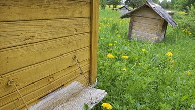 ÜLITÄPNE JUHIS | Kuidas alustada mesilaste pidamist