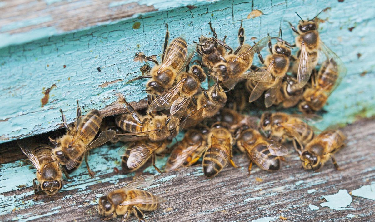 Mesilaste suremine