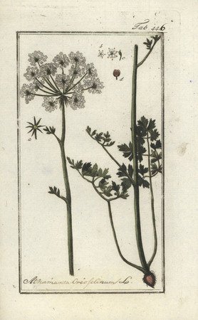 mägi-piimputk (Peucedanum oreoselinum)